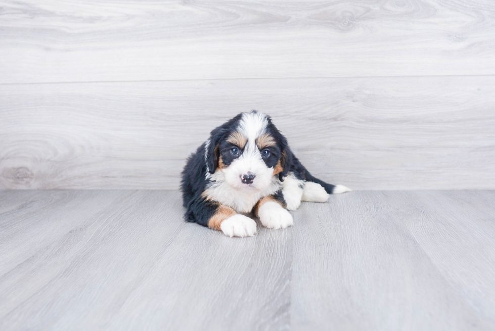 Mini Bernedoodle Puppy for Adoption
