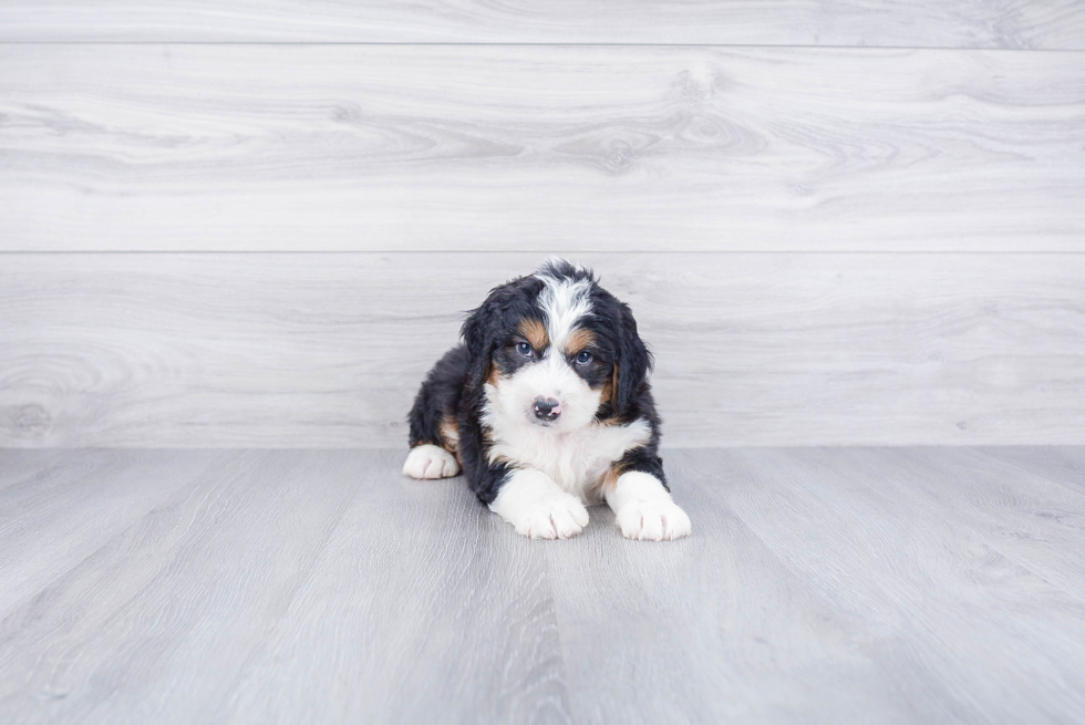 Hypoallergenic Mini Berniedoodle Poodle Mix Puppy