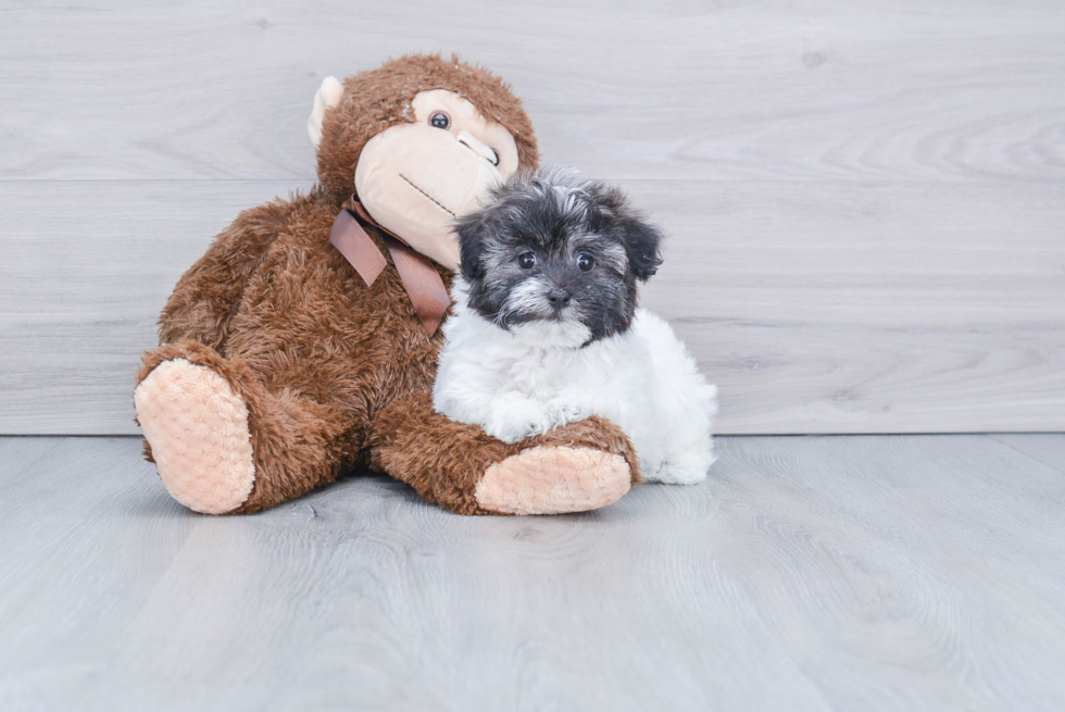 Best Havanese Baby