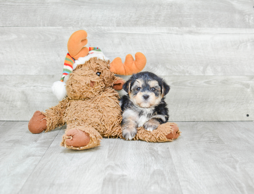 Best Morkie Baby