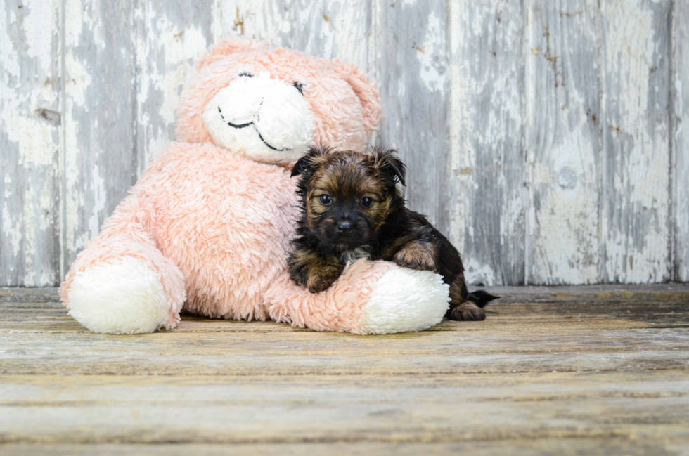 Cute Yorkie Pom Mix Puppy