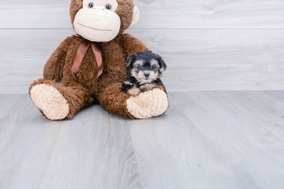 Playful Yorkie Designer Puppy