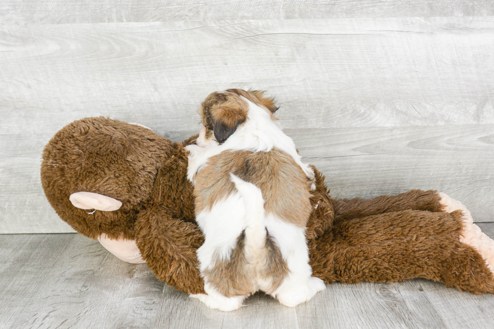 Friendly Teddy Bear Baby