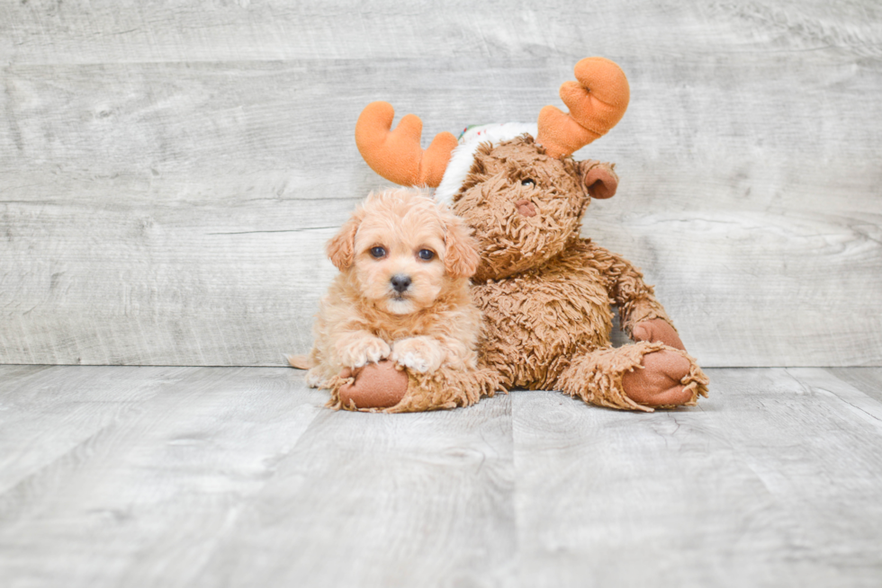 Energetic Shit Designer Puppy