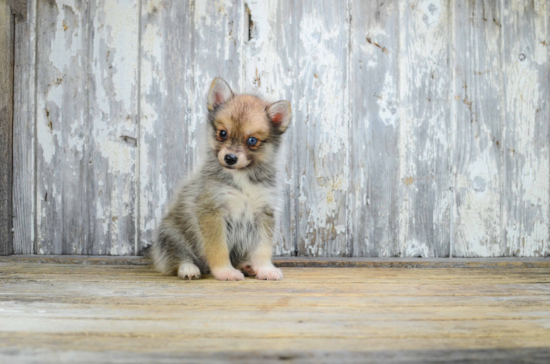 Pomsky Pup Being Cute