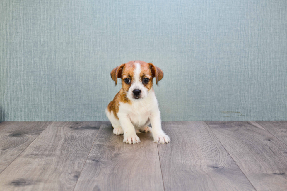 Fluffy Frenchie Purebred Puppy