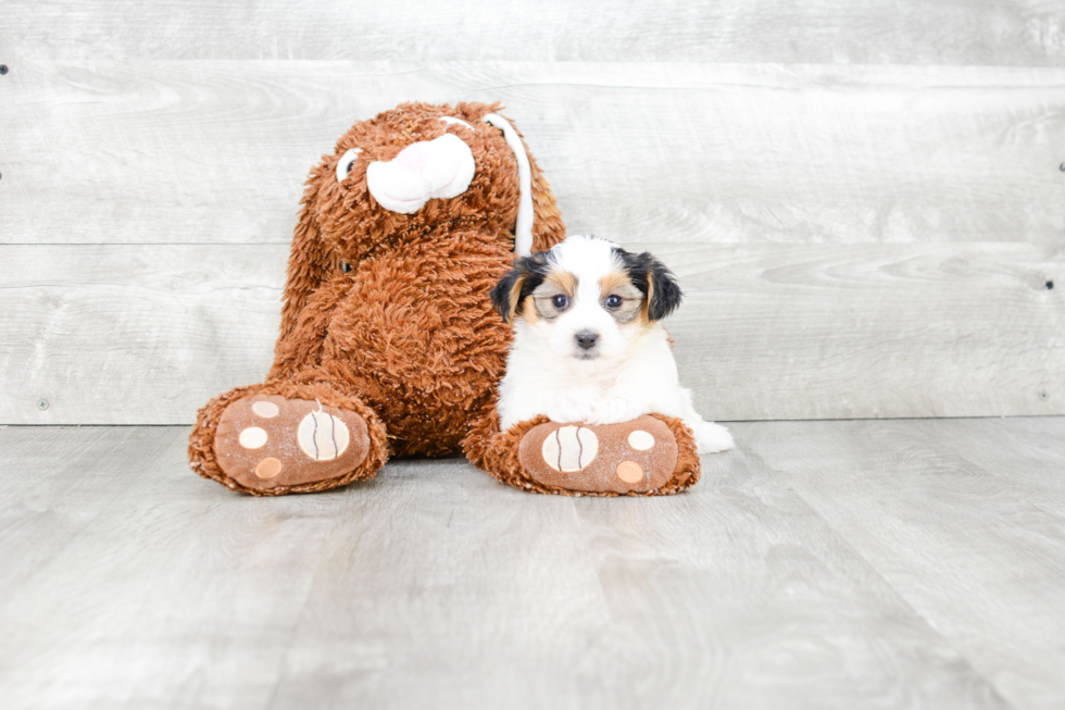 Petite Morkie Designer Pup