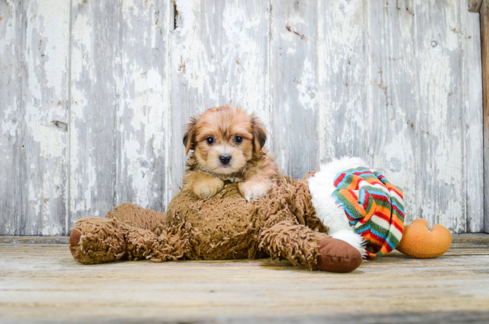 Morkie Puppy for Adoption