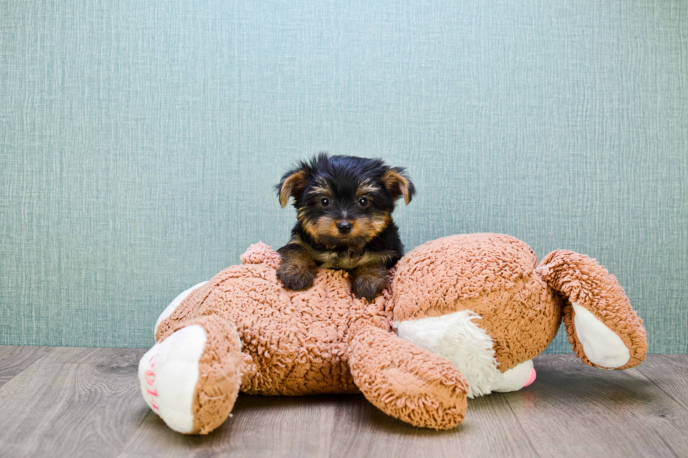 Meet Rebecca - our Yorkshire Terrier Puppy Photo 