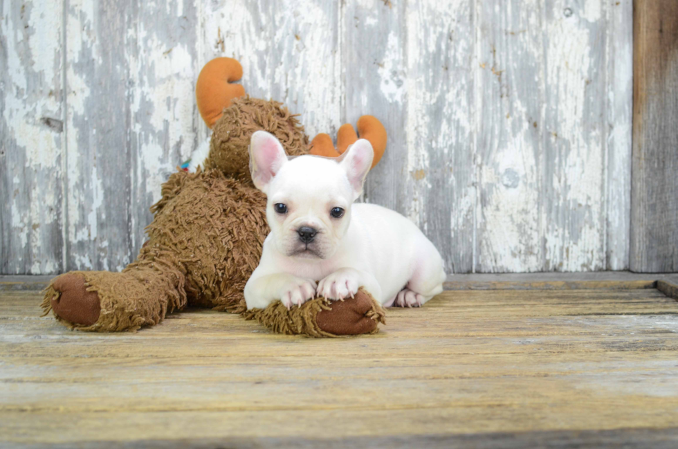 Playful French Bulldog Baby