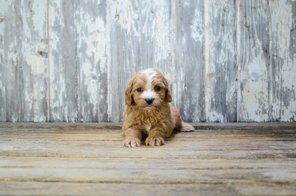 Cavapoo Pup Being Cute