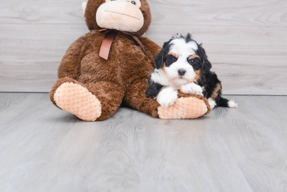 Smart Mini Bernedoodle Poodle Mix Pup