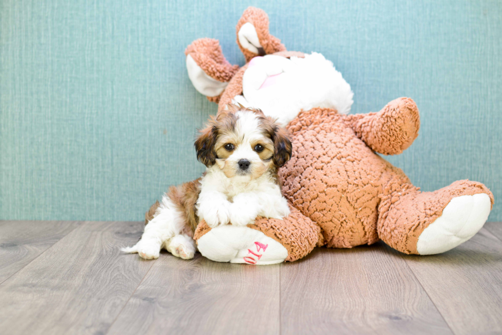 Best Cavachon Baby
