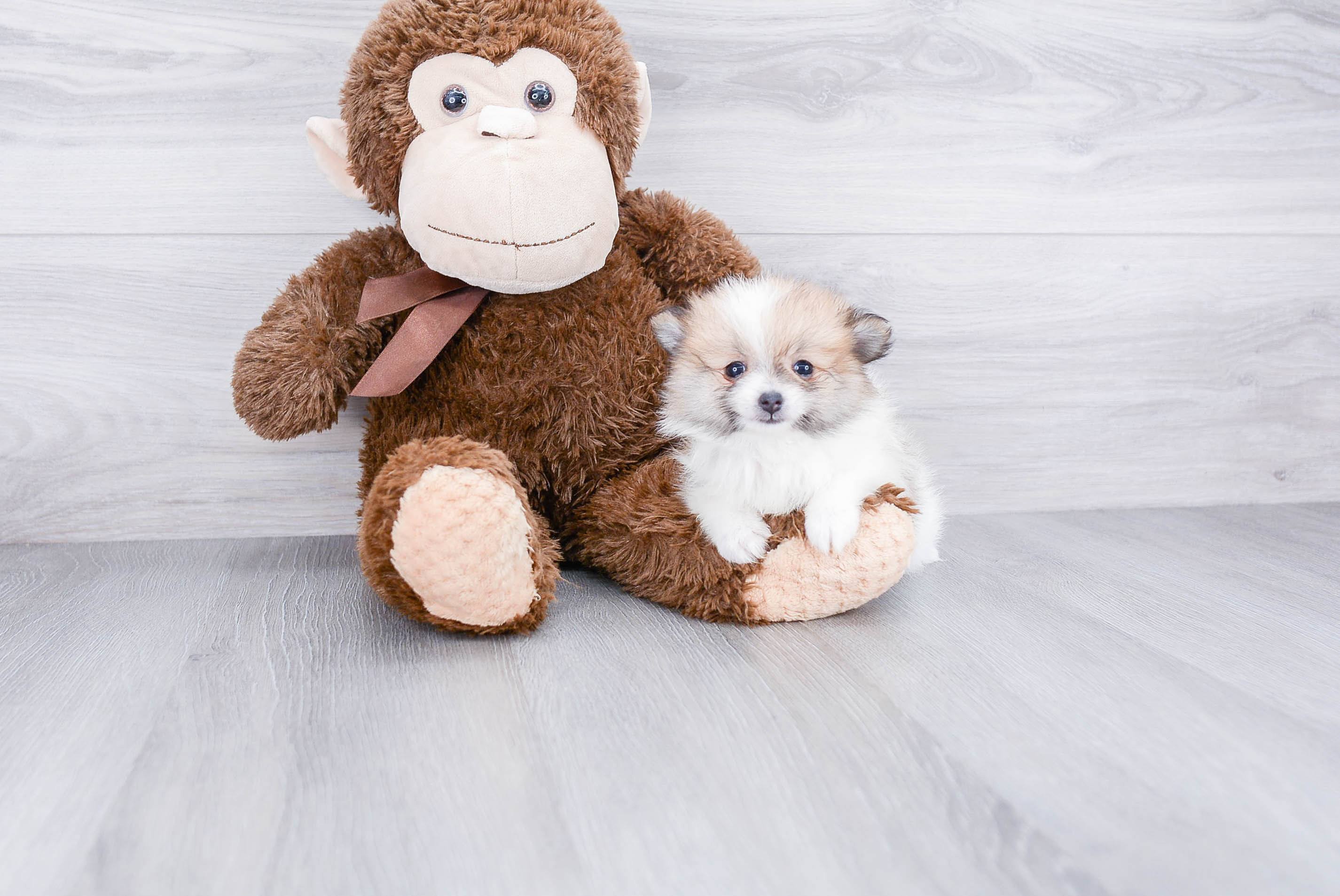 Funny Pomeranian Purebred Pup