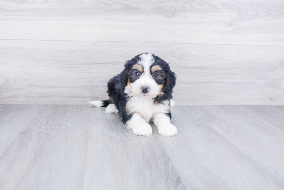 Mini Bernedoodle Pup Being Cute