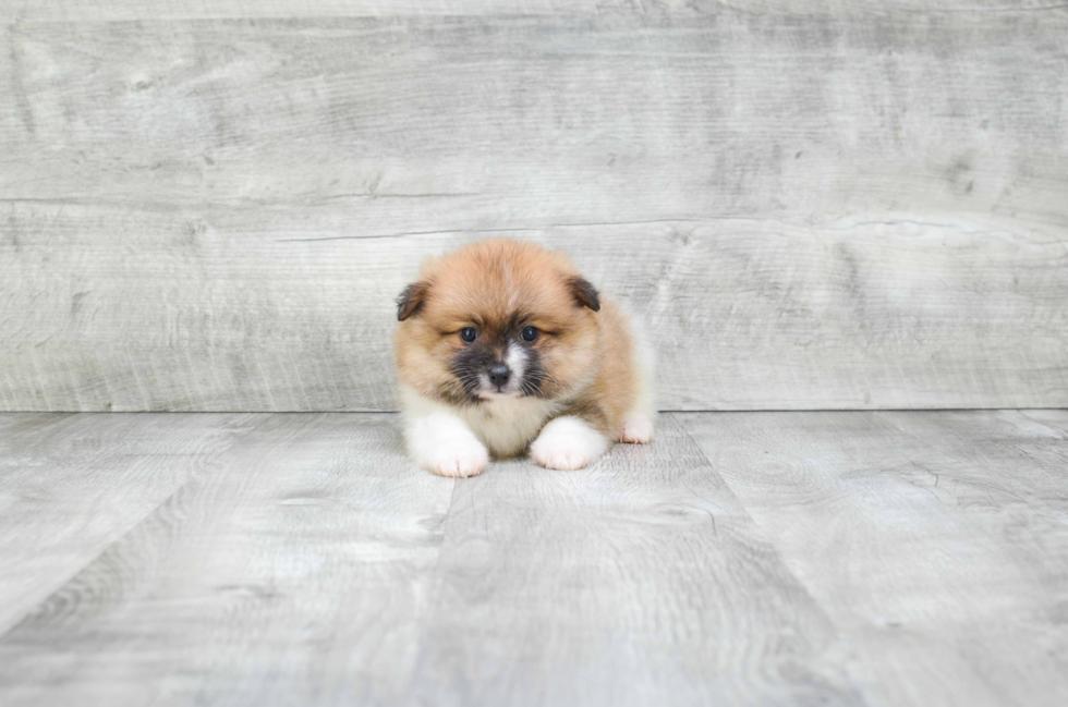 Funny Pomeranian Purebred Pup