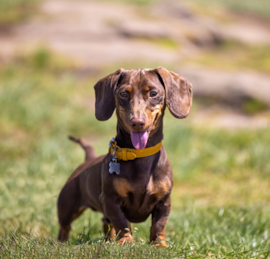Dachshund Puppies For Sale - Premier Pups