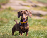 Dachshund Puppies For Sale Premier Pups