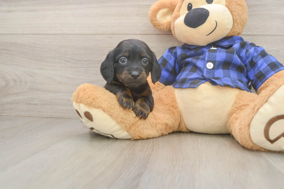 Cute Dachshund Baby
