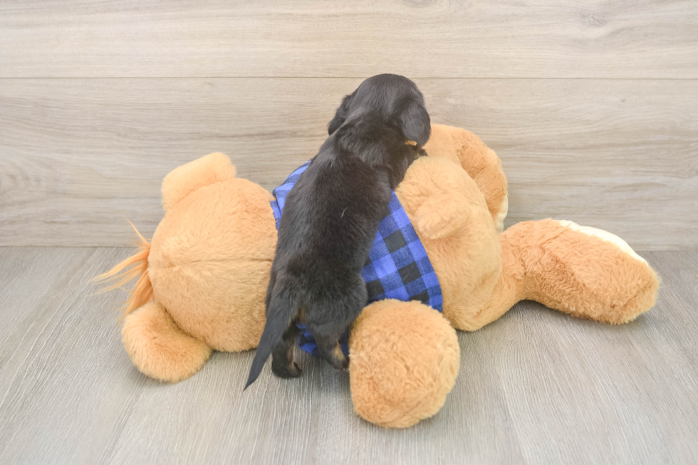 Cute Doxie Purebred Puppy