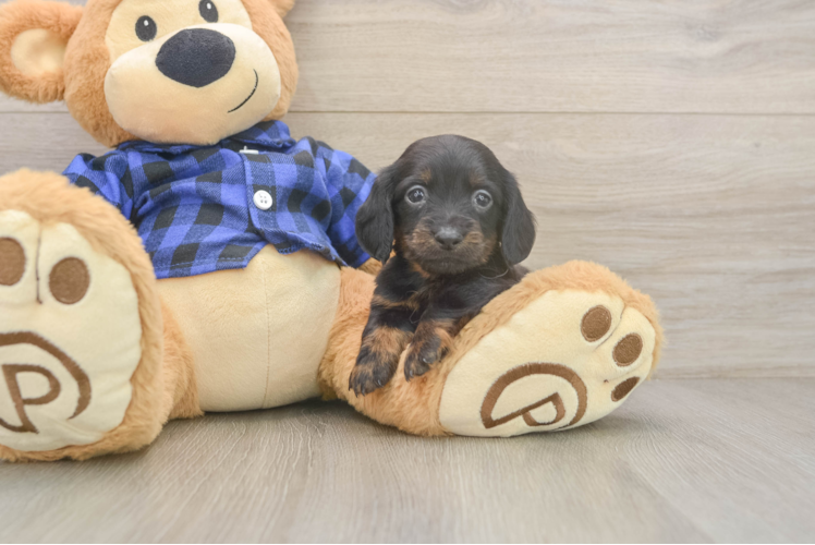 Dachshund Puppy for Adoption