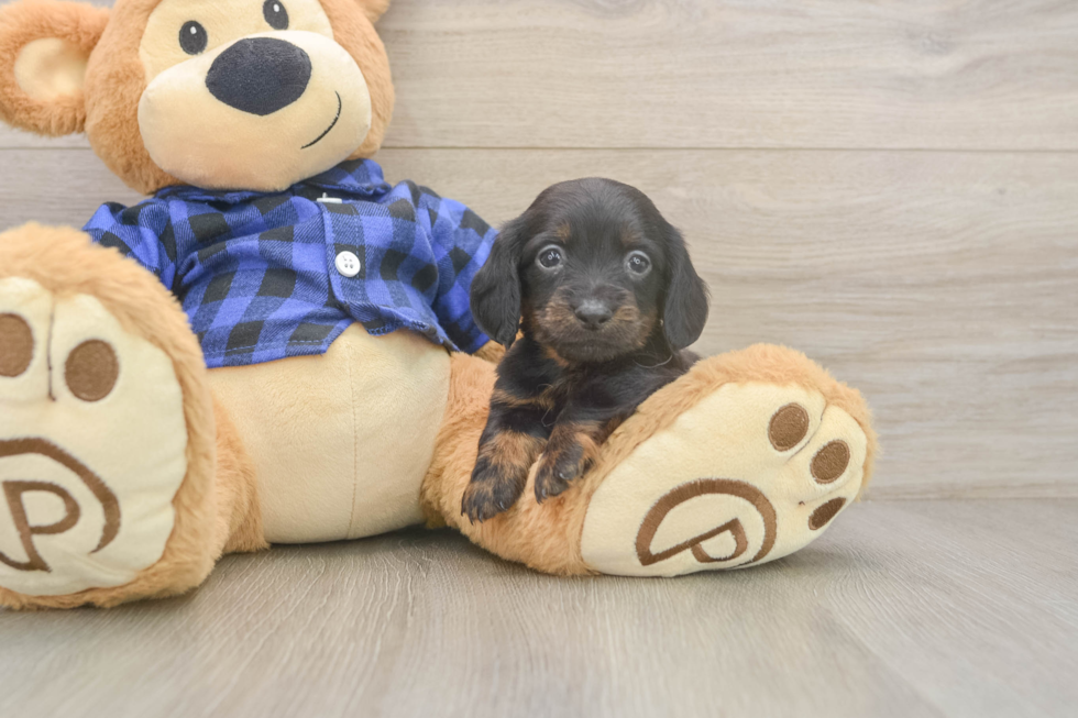 Dachshund Puppy for Adoption