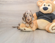 5 week old Dachshund Puppy For Sale - Premier Pups