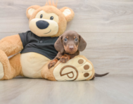 6 week old Dachshund Puppy For Sale - Premier Pups