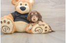 Dachshund Pup Being Cute
