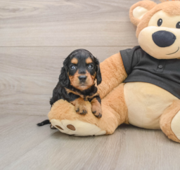 6 week old Dachshund Puppy For Sale - Premier Pups