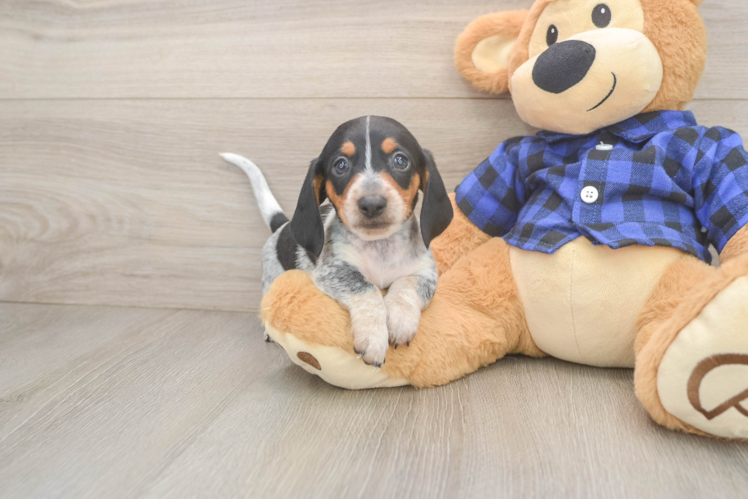 Cute Dachshund Purebred Pup