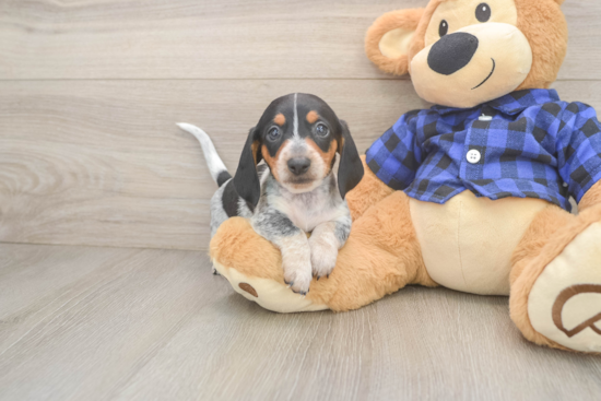 Cute Dachshund Purebred Pup