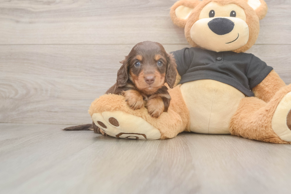 Dachshund Pup Being Cute