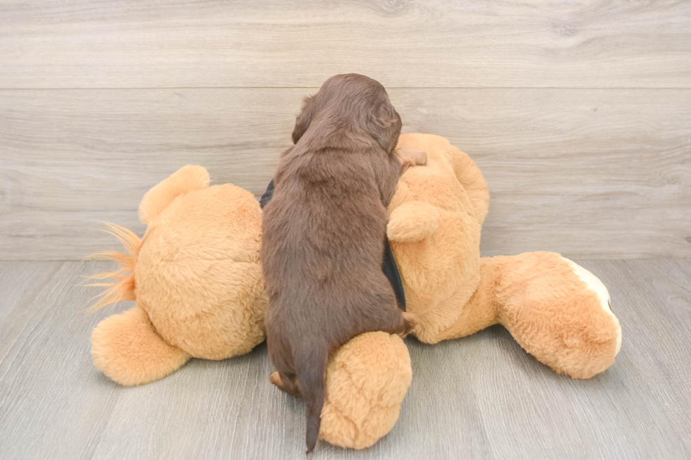 Best Dachshund Baby