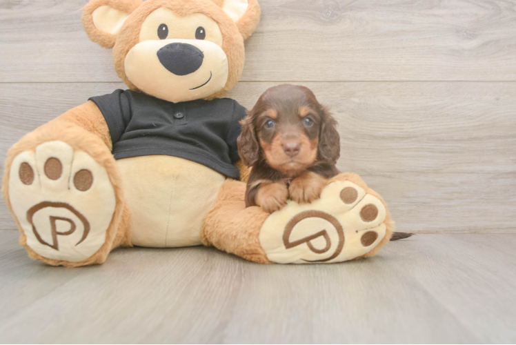 Dachshund Puppy for Adoption