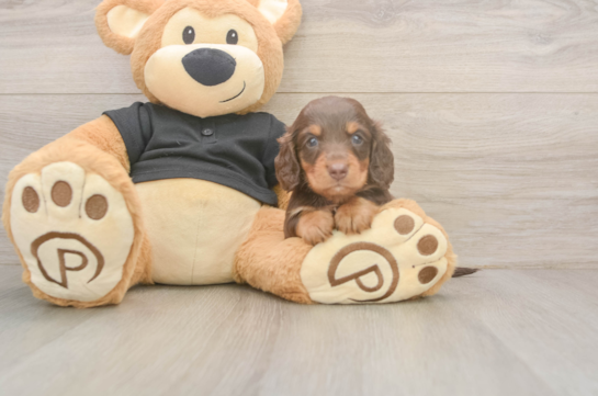 Dachshund Puppy for Adoption