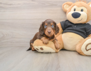 5 week old Dachshund Puppy For Sale - Premier Pups
