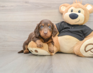 6 week old Dachshund Puppy For Sale - Premier Pups