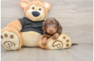 Dachshund Pup Being Cute