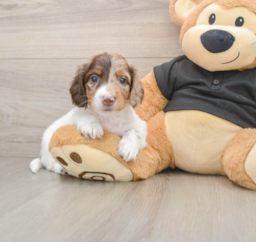 5 week old Dachshund Puppy For Sale - Premier Pups