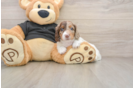 Dachshund Pup Being Cute
