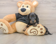 5 week old Dachshund Puppy For Sale - Premier Pups