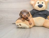 7 week old Dachshund Puppy For Sale - Premier Pups