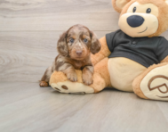 5 week old Dachshund Puppy For Sale - Premier Pups