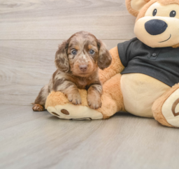 5 week old Dachshund Puppy For Sale - Premier Pups