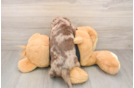 Cute Dachshund Purebred Pup