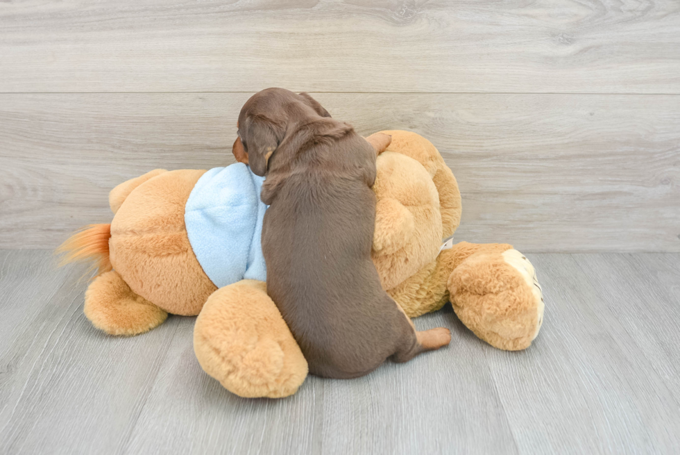 Best Dachshund Baby