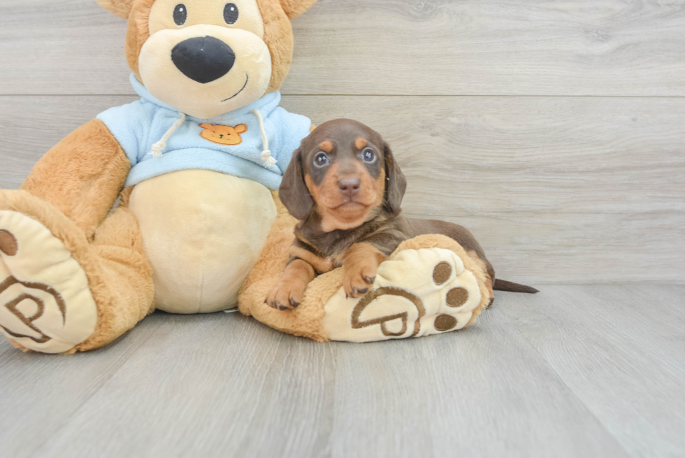 Cute Dachshund Purebred Puppy