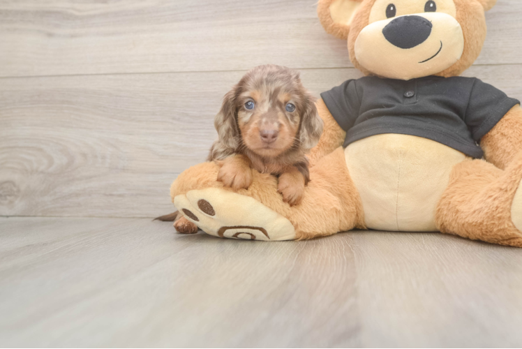 Cute Dachshund Purebred Pup