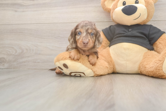Cute Dachshund Purebred Pup